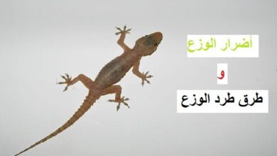 شركة مكافحة الوزغ بمكة