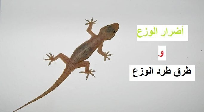 شركة مكافحة الوزغ بمكة