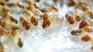 ابادة النمل بجدة