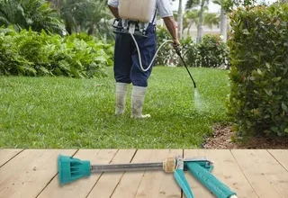 ابادة نمل فى مدينة مكة