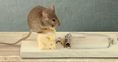 القضاء على الفئران بجدة