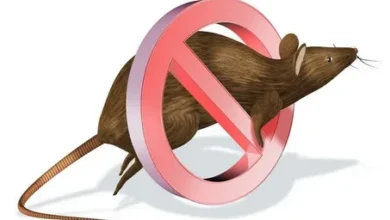 القضاء علي الفئران فى مكة