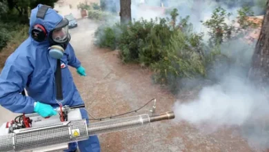 قضاء على فئران مكة